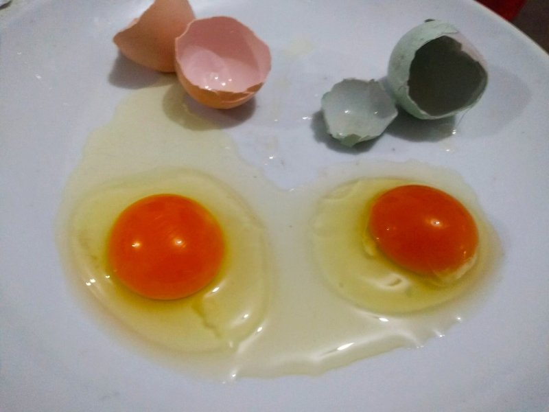 大品种土鸡种蛋