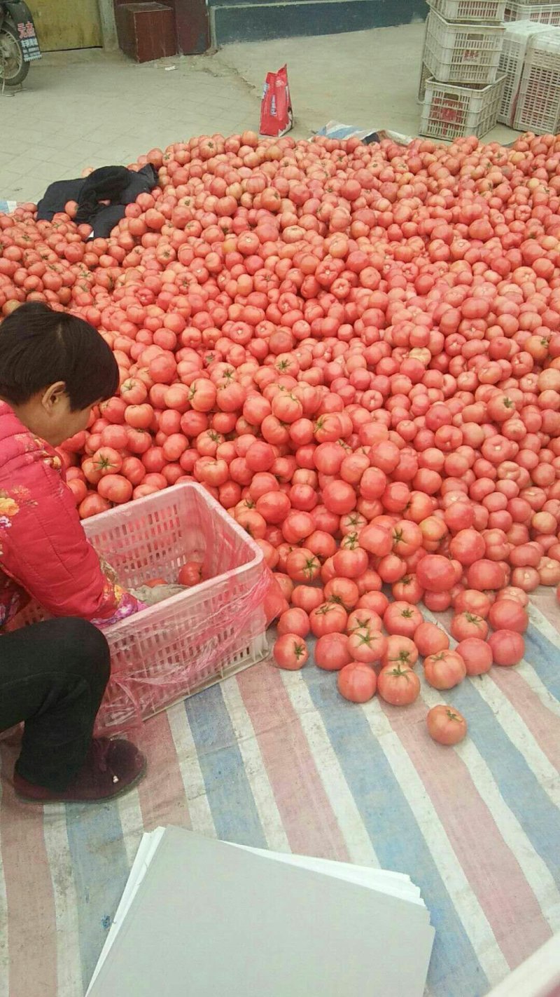 西红柿