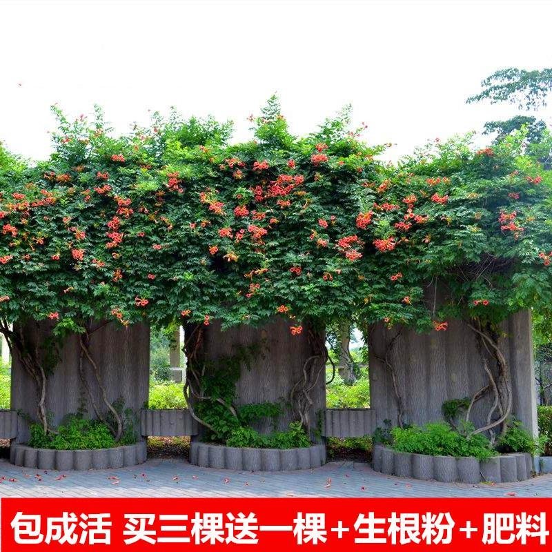 美国凌霄花苗庭院四季耐寒带花攀爬爬藤植物阳台老桩盆栽花卉