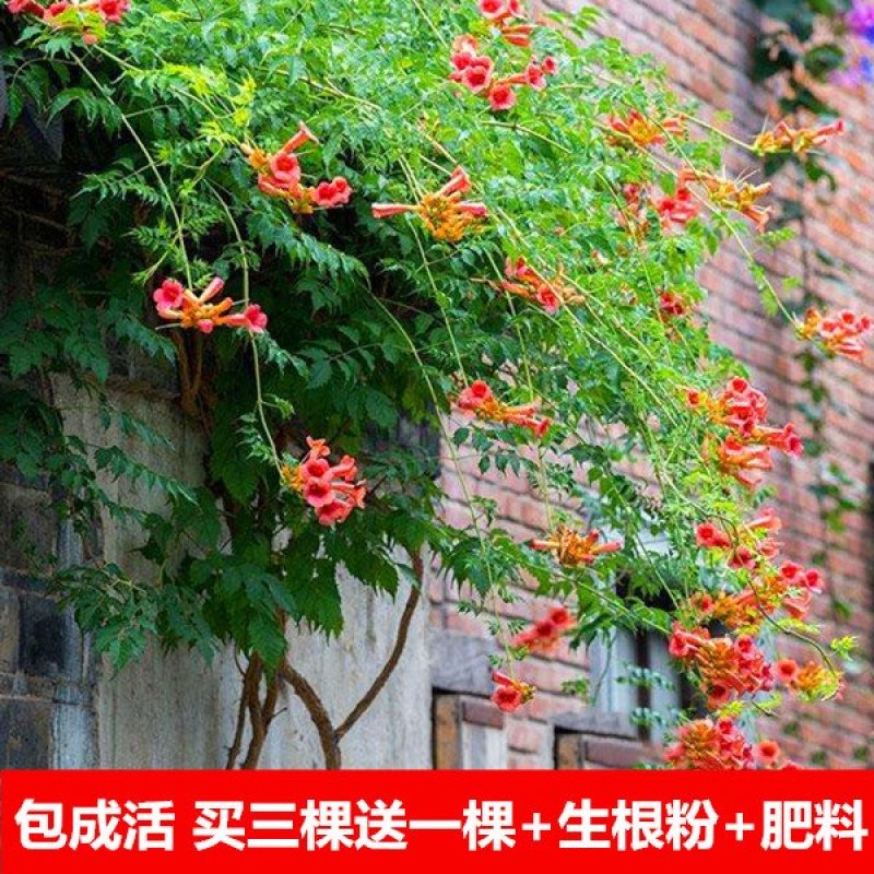 美国凌霄花苗庭院四季耐寒带花攀爬爬藤植物阳台老桩盆栽花卉
