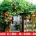 美国凌霄花苗庭院四季耐寒带花攀爬爬藤植物阳台老桩盆栽花卉