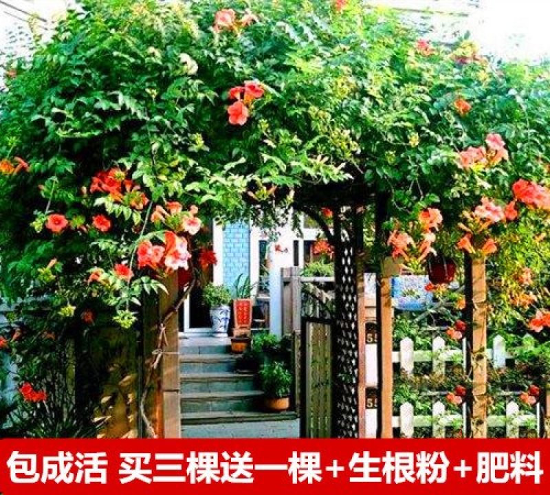 美国凌霄花苗庭院四季耐寒带花攀爬爬藤植物阳台老桩盆栽花卉