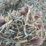 玉米秸秆压块饲料过夏草块质量好量大优惠，无土无膜无石