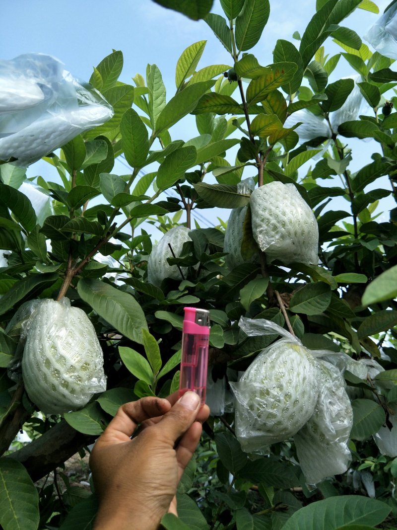 番石榴