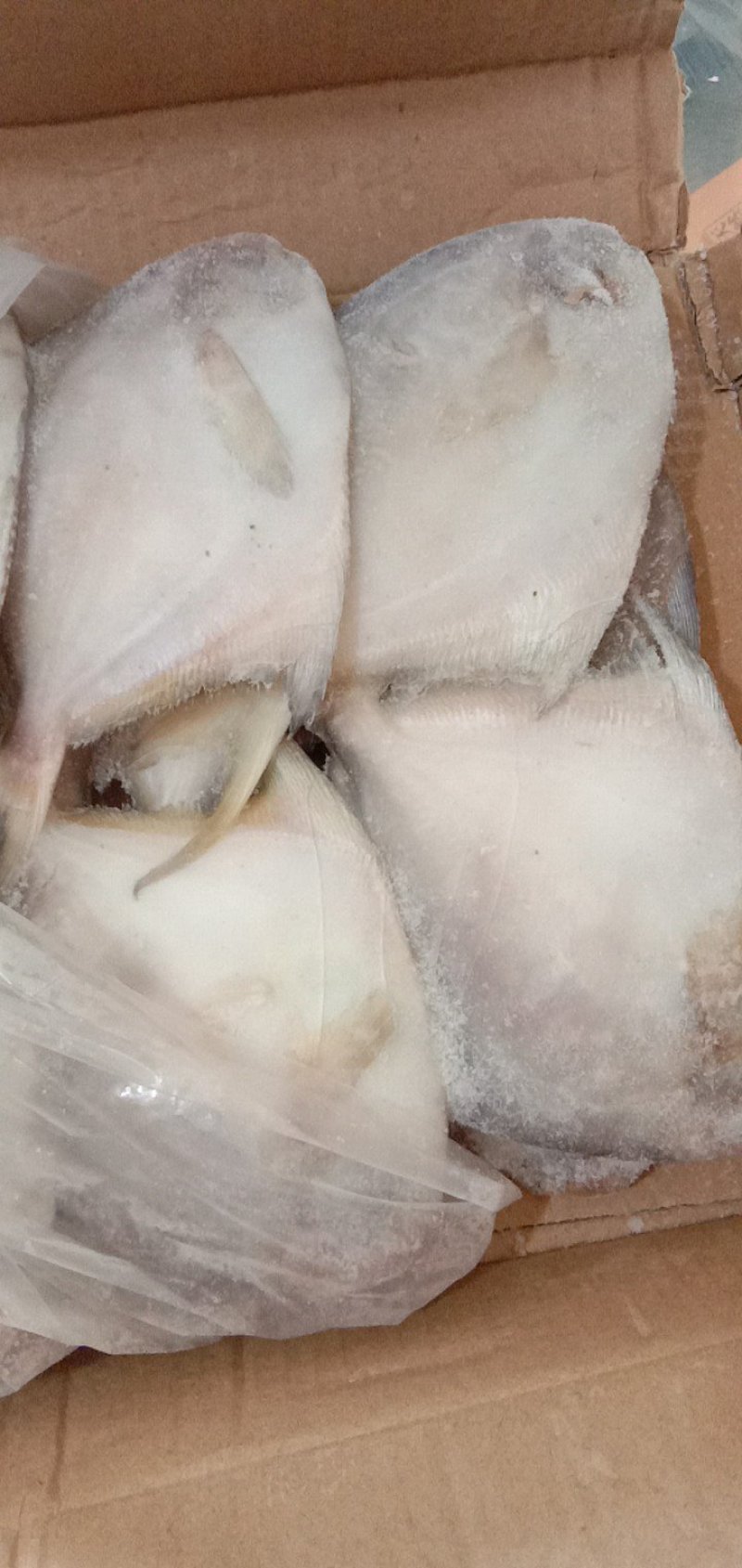 冻货鲳鱼银鲳鱼鲜活冷冻白鲳鱼海鲜水产鲳鱼平鱼新鲜