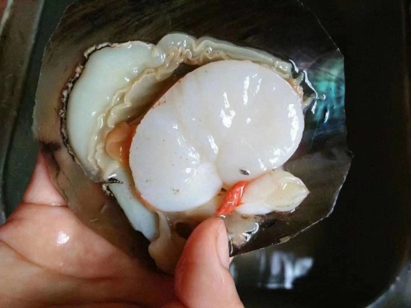 带子肉新鲜鲜活现剥瑶贝柱