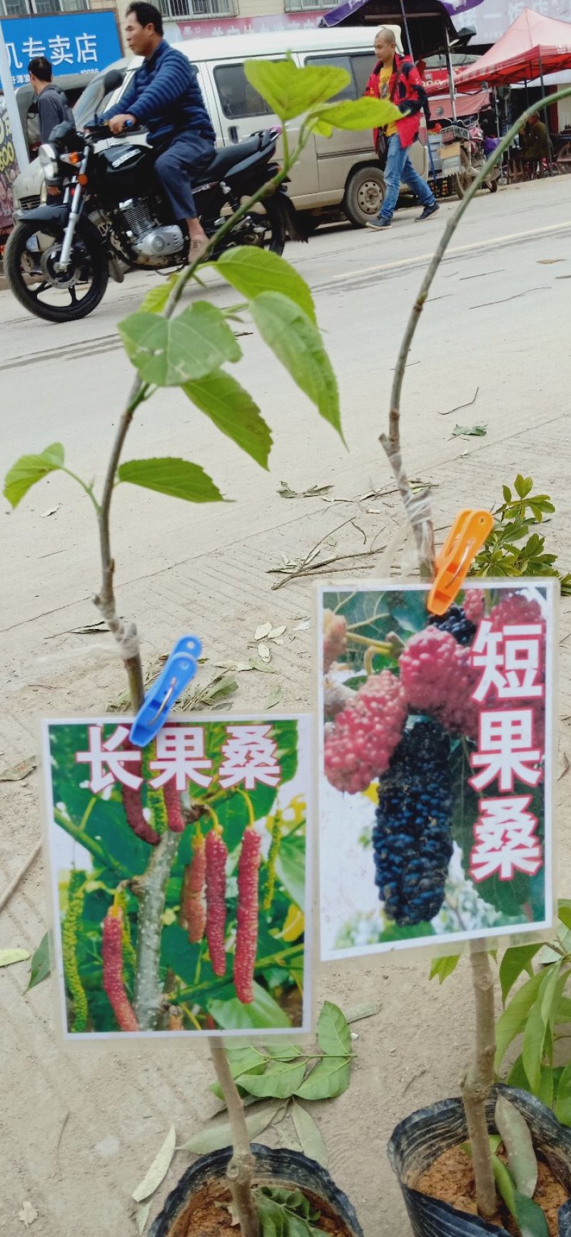 台湾长果桑大果桑苗