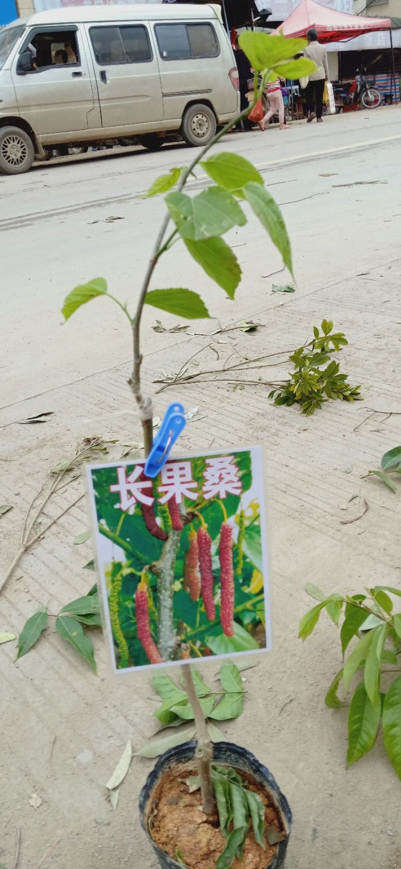 台湾长果桑大果桑苗