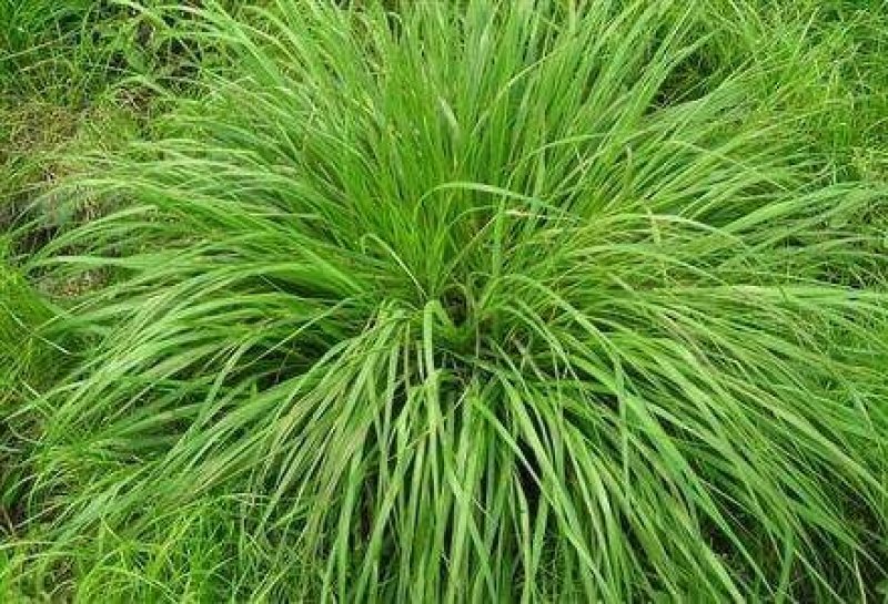 进口耐寒宽叶牧草种子多年生黑麦草种子猪牛羊鸡鸭鹅鱼四季草