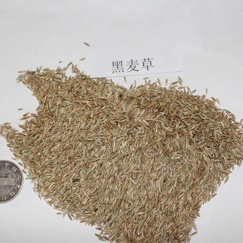 进口耐寒宽叶牧草种子多年生黑麦草种子猪牛羊鸡鸭鹅鱼四季草
