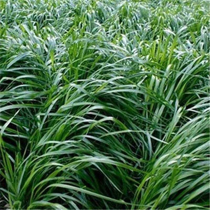 进口耐寒宽叶牧草种子多年生黑麦草种子猪牛羊鸡鸭鹅鱼四季草