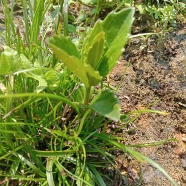 野蚕豆根