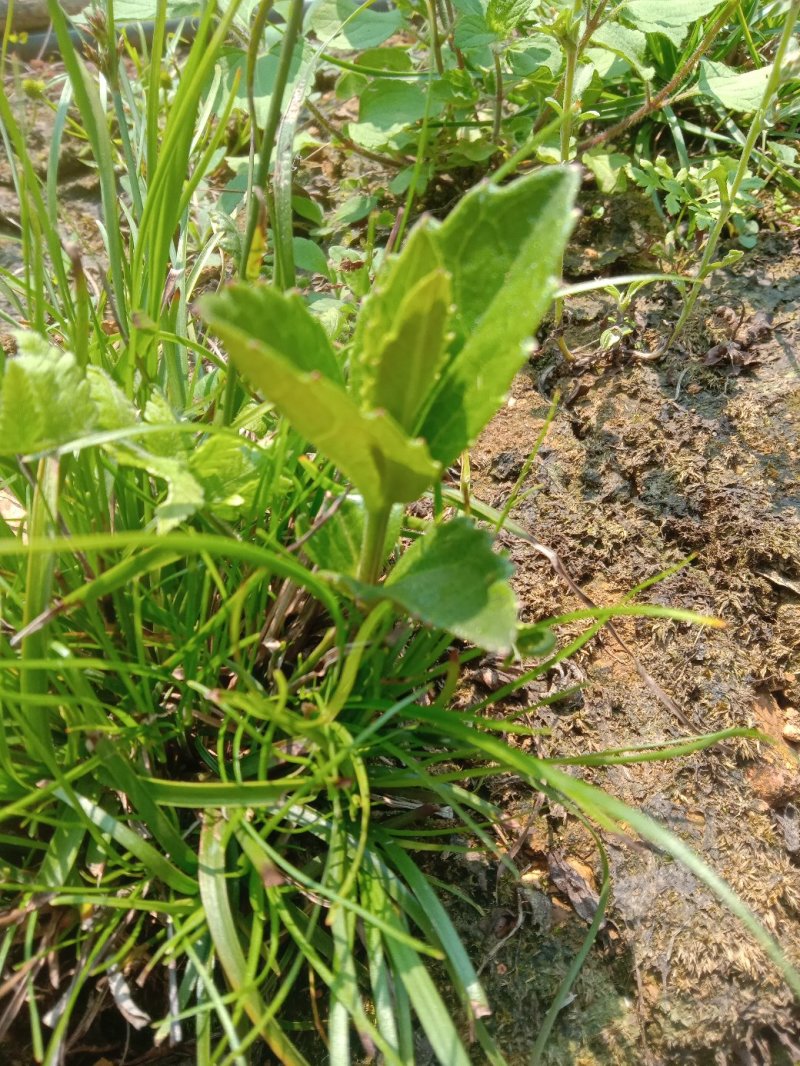 野蚕豆根