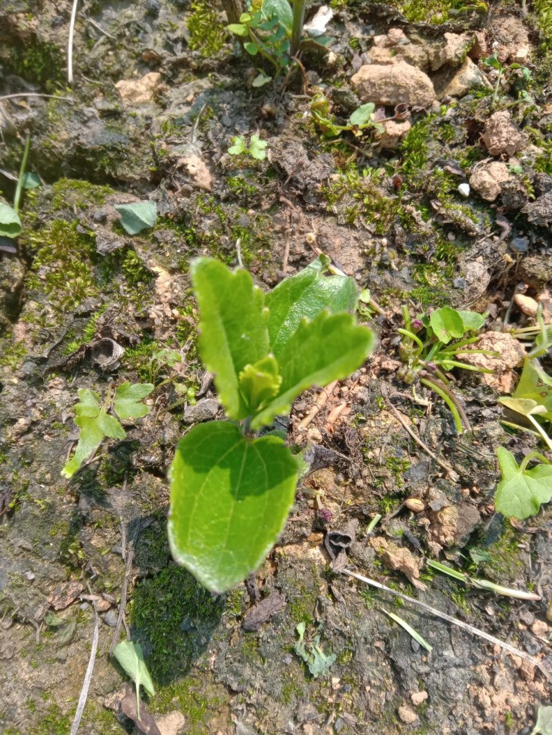 野蚕豆根