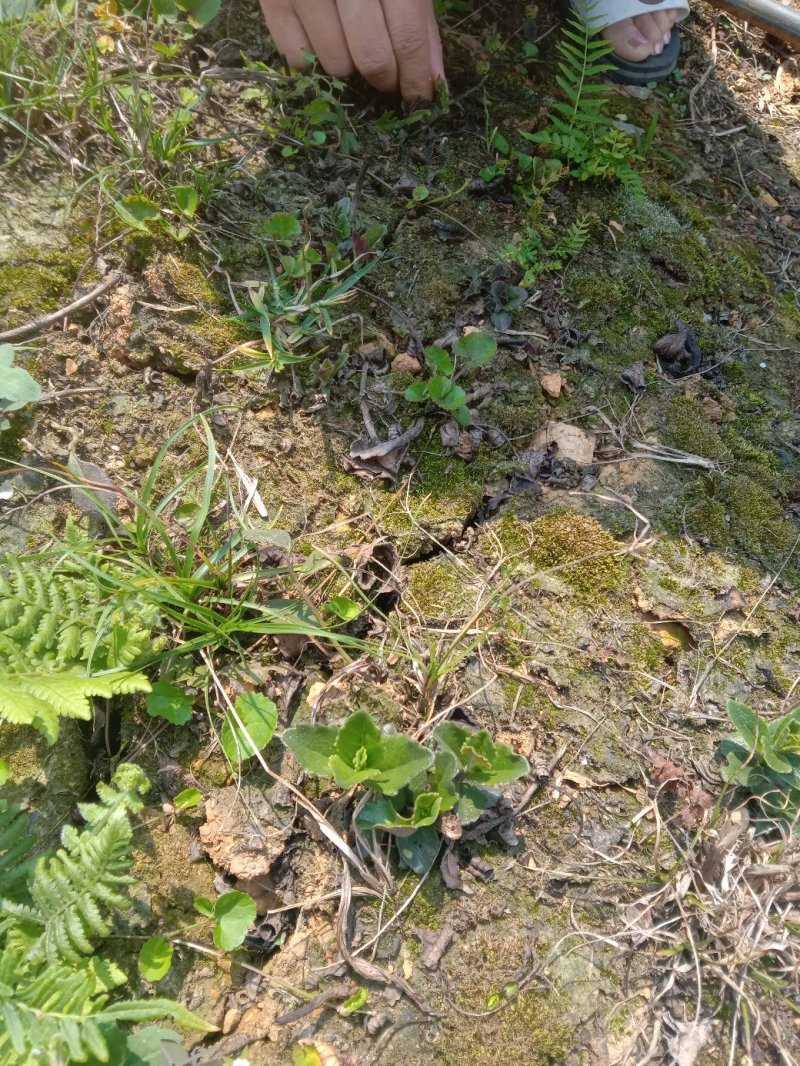野蚕豆根