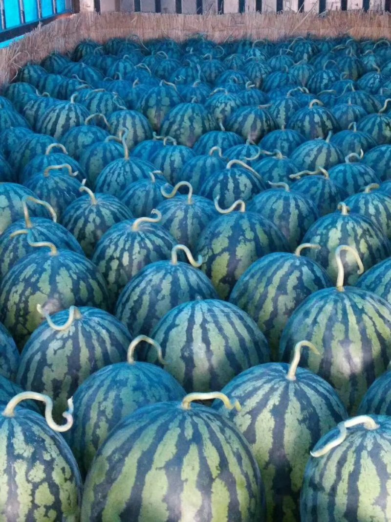 甜王西瓜，汁多，味甜，无代办费，食宿全免