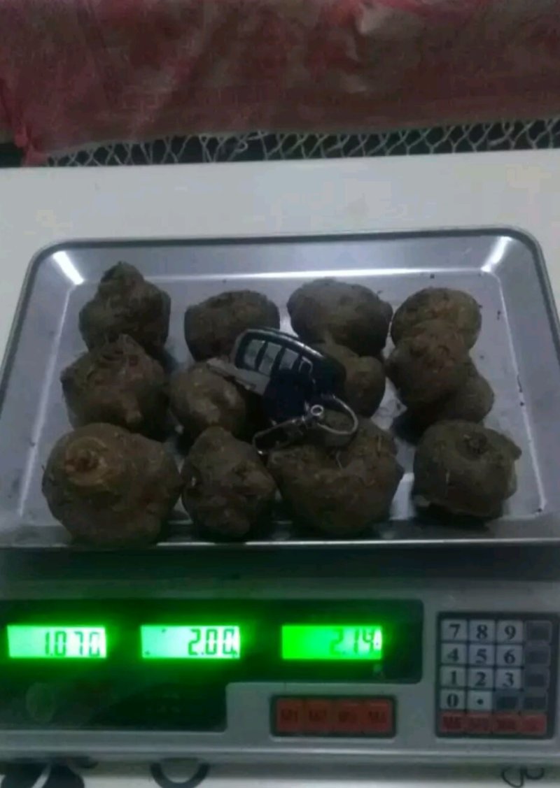 基地直供优质商品魔芋（一代，二代)，欢迎新老客户前来下单