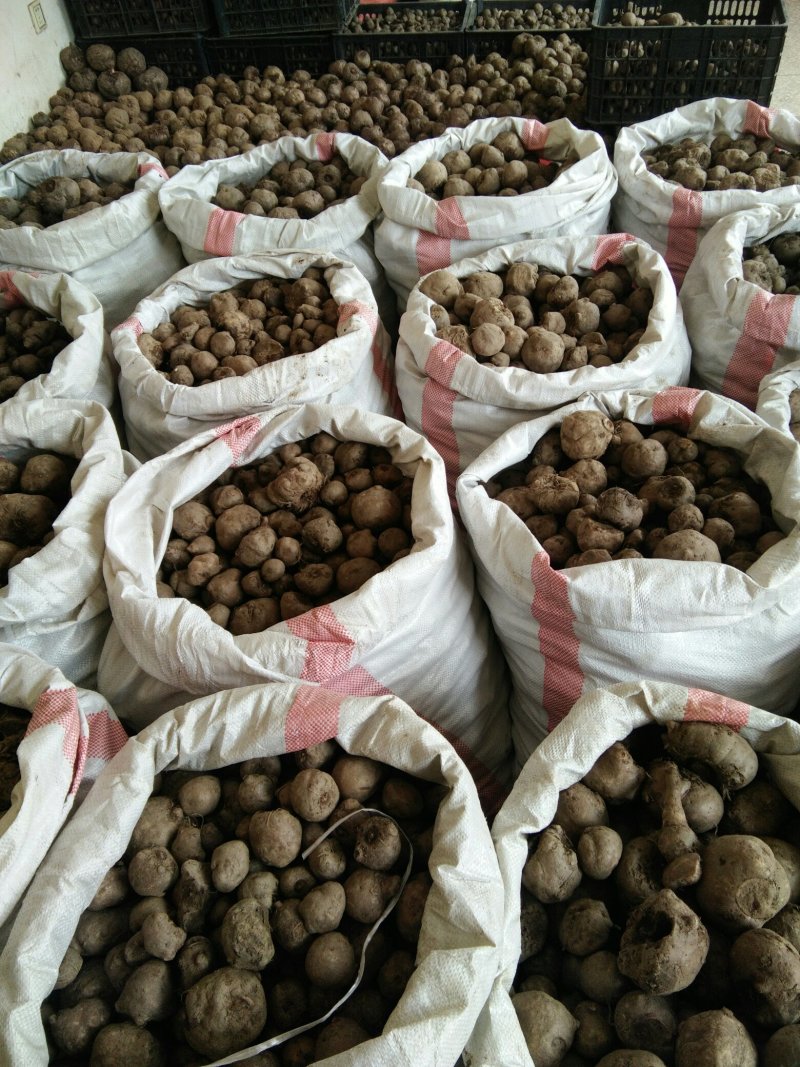 基地直供优质商品魔芋（一代，二代)，欢迎新老客户前来下单