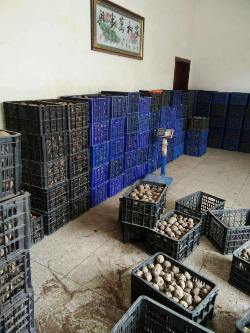 基地直供优质商品魔芋（一代，二代)，欢迎新老客户前来下单