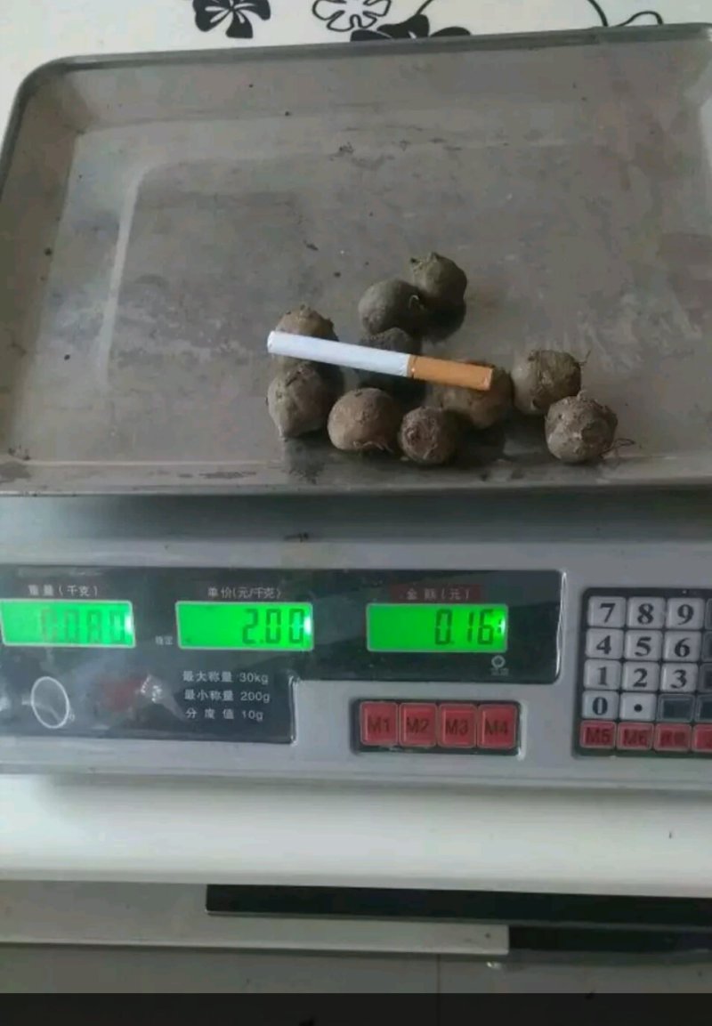 基地直供优质商品魔芋（一代，二代)，欢迎新老客户前来下单
