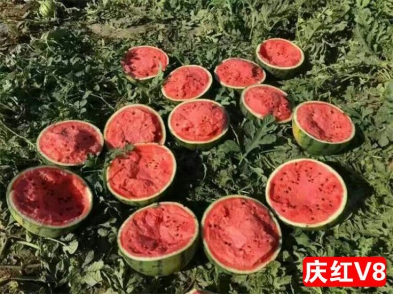 庆红V8西瓜种子晚熟圆形东北大地雷瓜大红瓤小黑籽皮薄耐运
