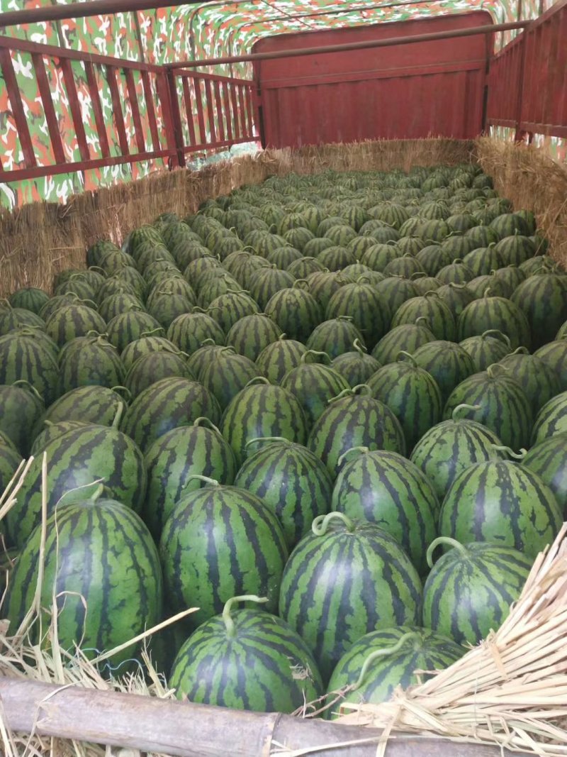 甜王西瓜，包熟包甜，食宿免费，车接车送，产地直销