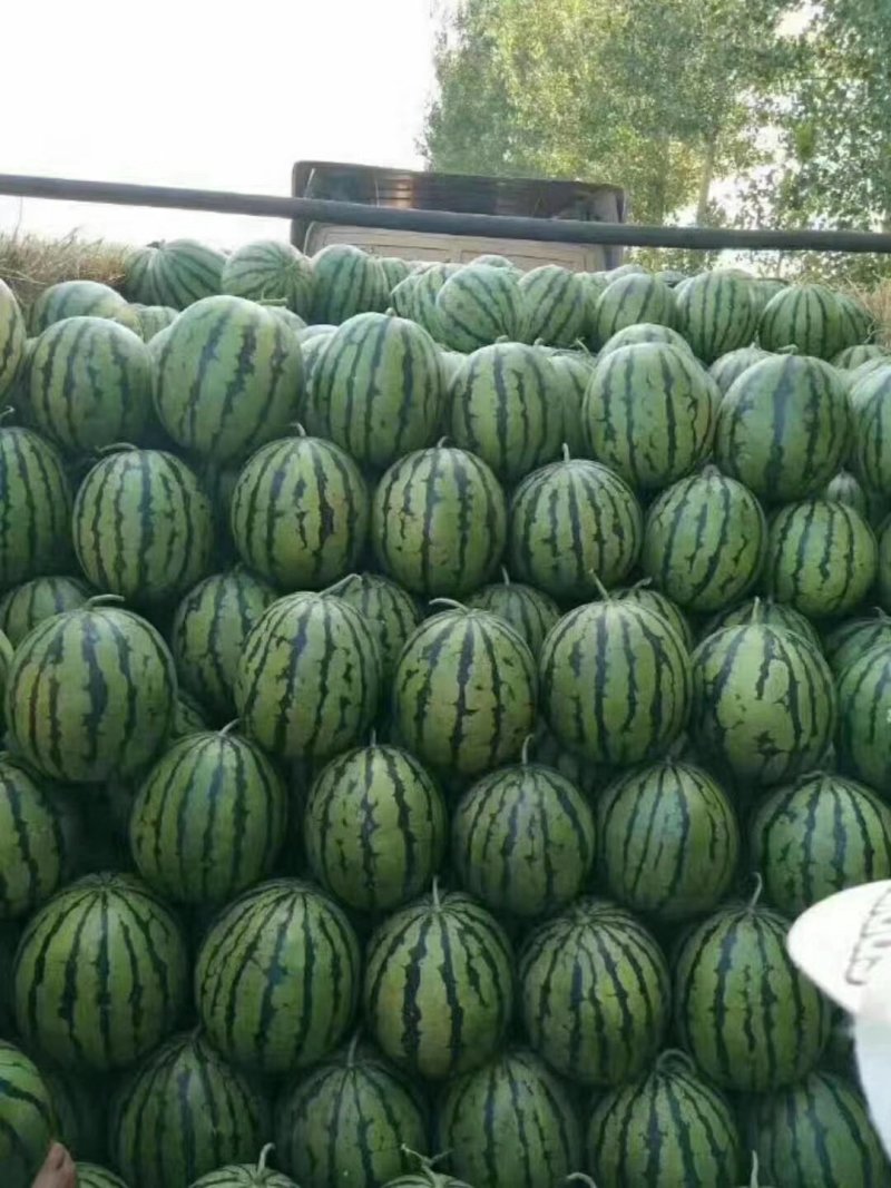 甜王西瓜，包熟包甜，食宿免费，车接车送，产地直销