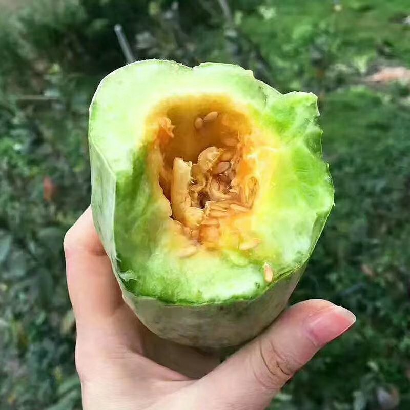 羊角蜜甜瓜，博洋甜瓜，冰糖籽，保证质量，大量供应！