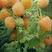 【精品】双季黄树莓苗当年栽当年结果产量高口感好价优