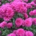 菊花种苗北京夏菊苗基地直供根系好花色艳丽