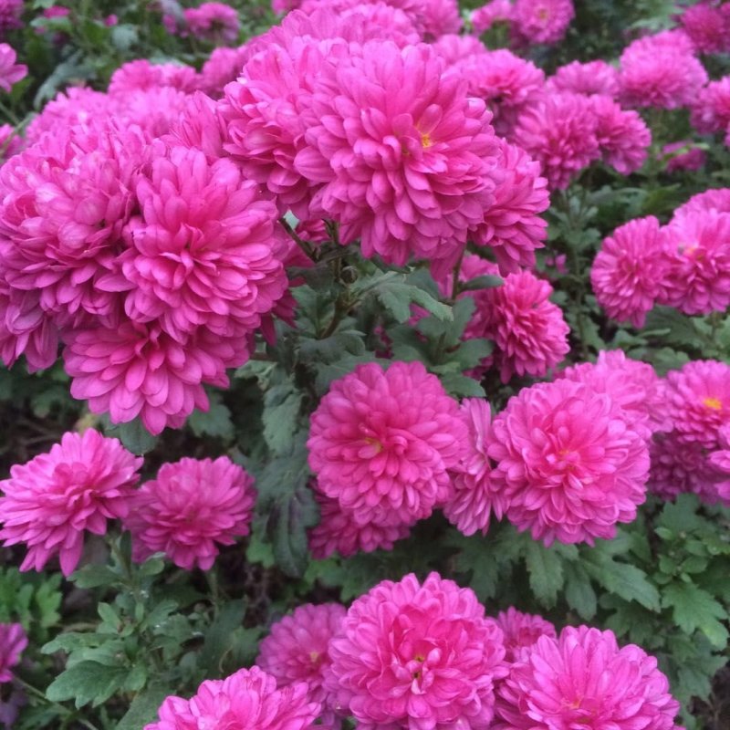 菊花种苗北京夏菊苗基地直供根系好花色艳丽