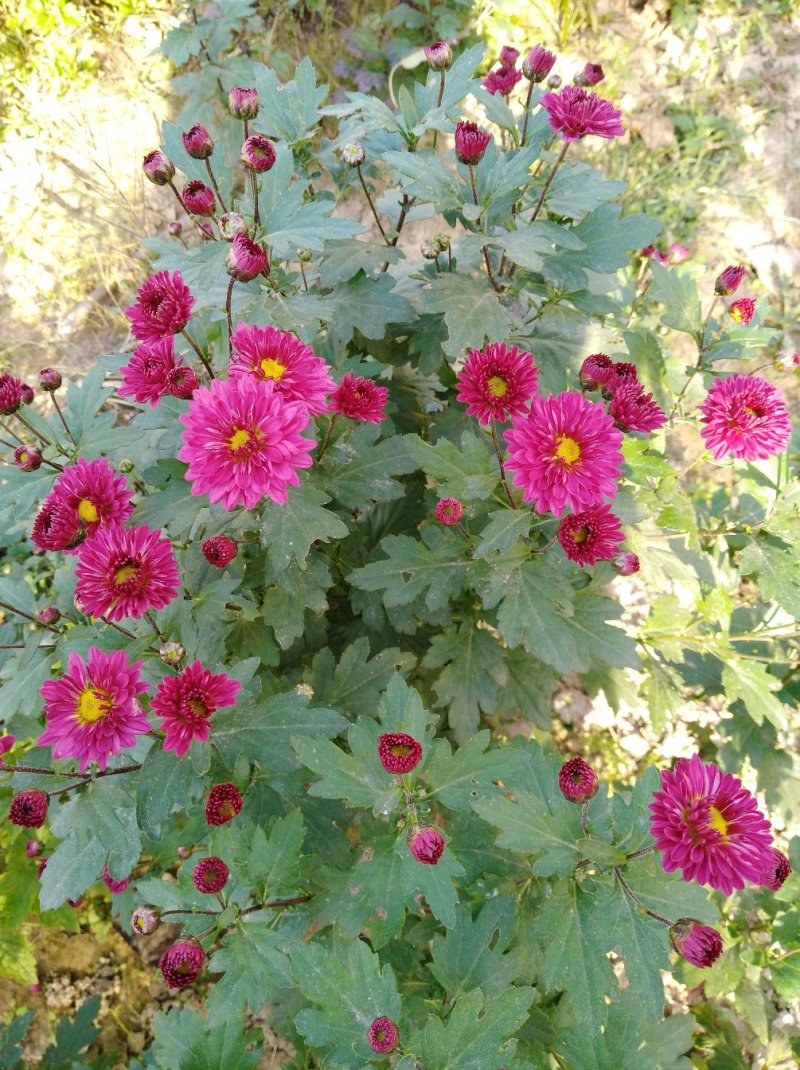 菊苗菊花苗多季开花现挖现发保湿邮寄圣丰基地直供