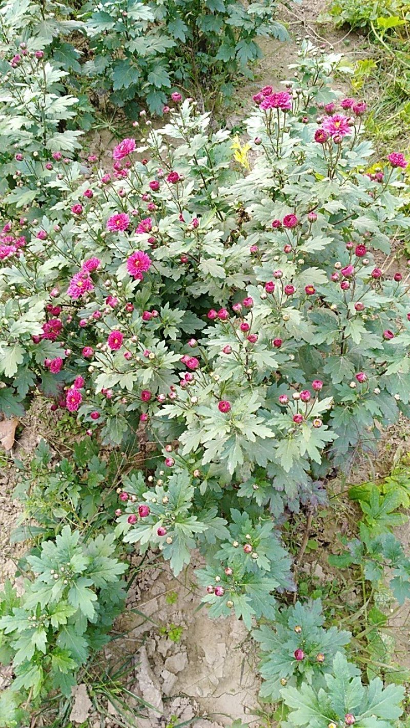 菊苗菊花苗多季开花现挖现发保湿邮寄圣丰基地直供