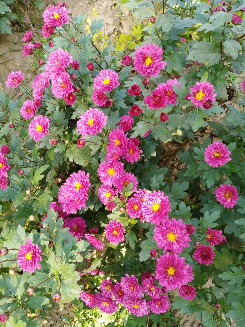 菊花种苗北京夏菊苗基地直供根系好花色艳丽