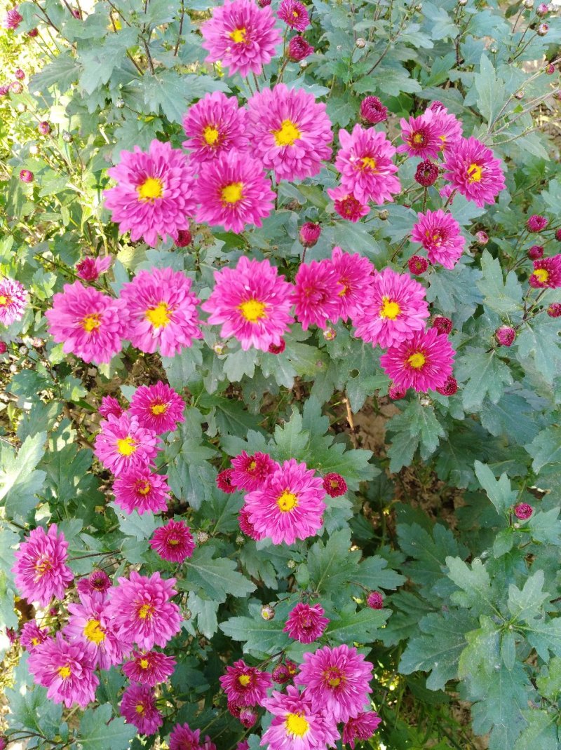 菊花种苗北京夏菊苗基地直供根系好花色艳丽