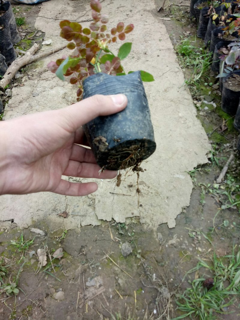 甜梦月季花苗欧洲月季藤本植物花卉