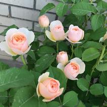 欧洲月季玫瑰灌木花苗切花月季朱丽叶