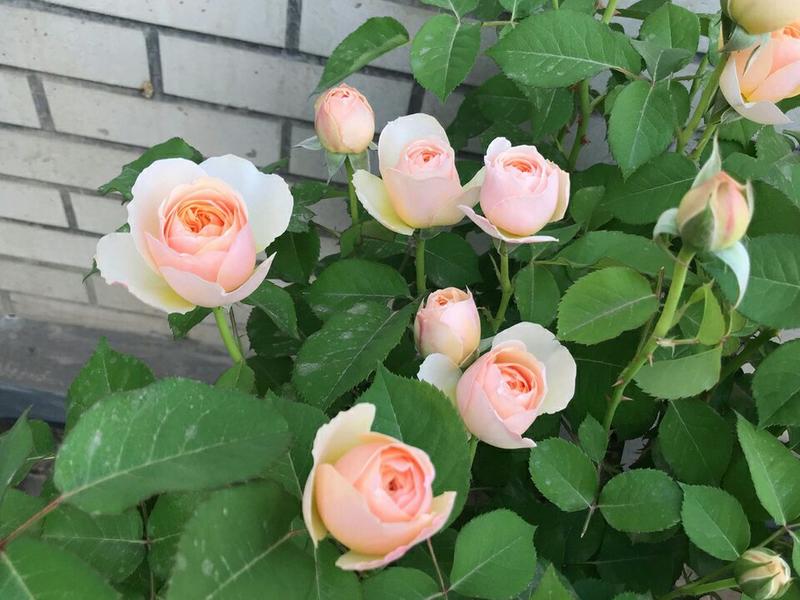 欧洲月季玫瑰灌木花苗切花月季朱丽叶