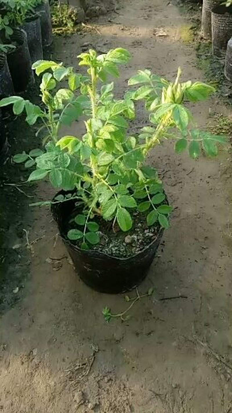平阴玫瑰花苗大马士革苗当年开花庭院花卉盆栽可食用玫瑰可做