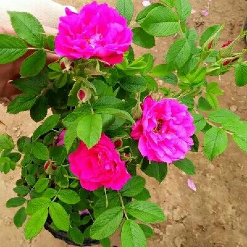 平阴玫瑰花苗大马士革苗当年开花庭院花卉盆栽可食用玫瑰可做