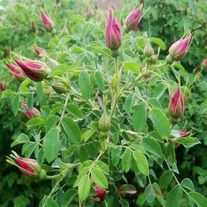 平阴玫瑰花苗大马士革苗当年开花庭院花卉盆栽可食用玫瑰可做