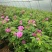 平阴玫瑰花苗大马士革苗当年开花庭院花卉盆栽可食用玫瑰可做