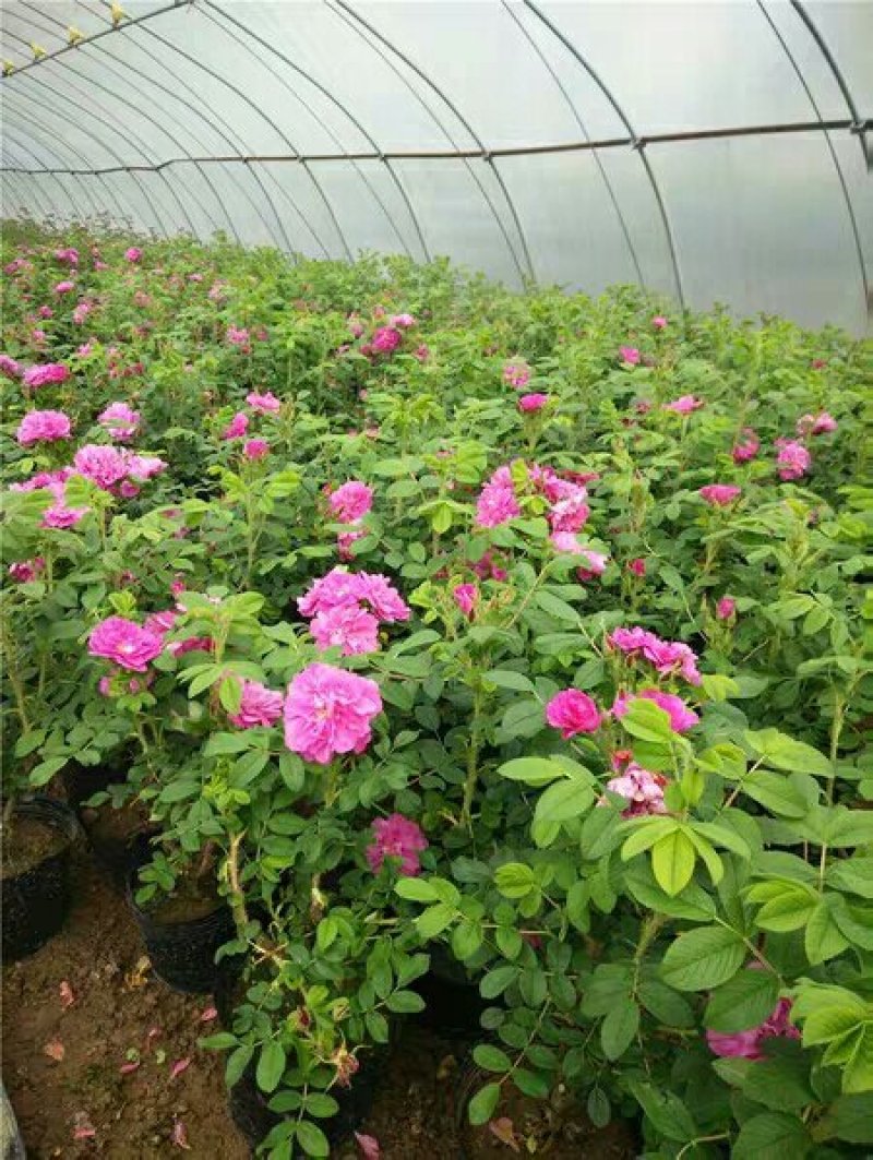 平阴玫瑰花苗大马士革苗当年开花庭院花卉盆栽可食用玫瑰可做