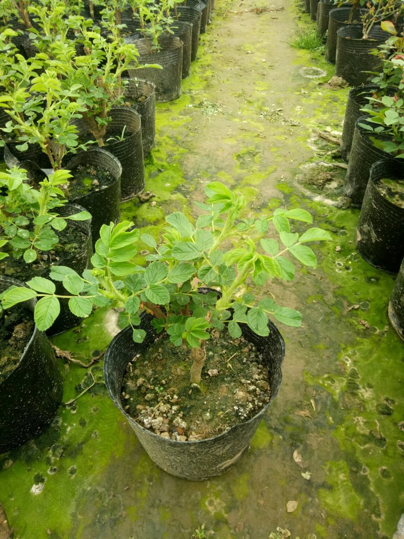 平阴玫瑰花苗大马士革苗当年开花庭院花卉盆栽可食用玫瑰可做
