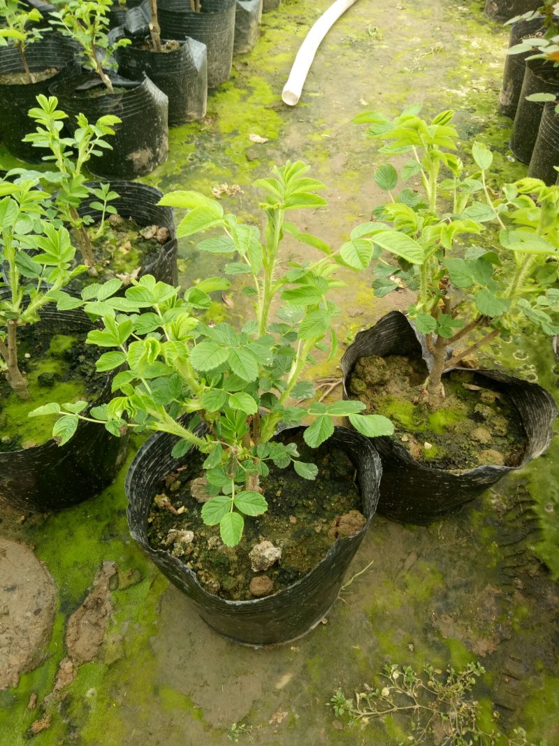 平阴玫瑰花苗大马士革苗当年开花庭院花卉盆栽可食用玫瑰可做