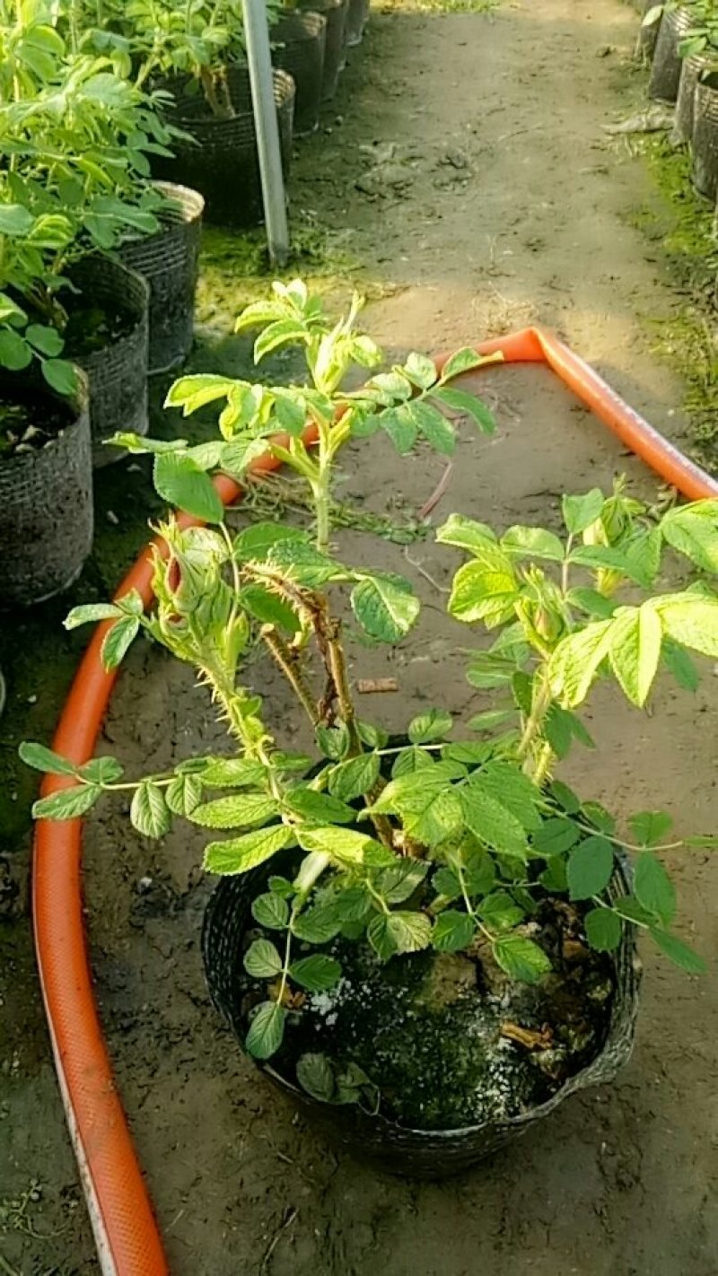 平阴玫瑰花苗大马士革苗当年开花庭院花卉盆栽可食用玫瑰可做