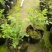 平阴玫瑰花苗大马士革苗当年开花庭院花卉盆栽可食用玫瑰可做