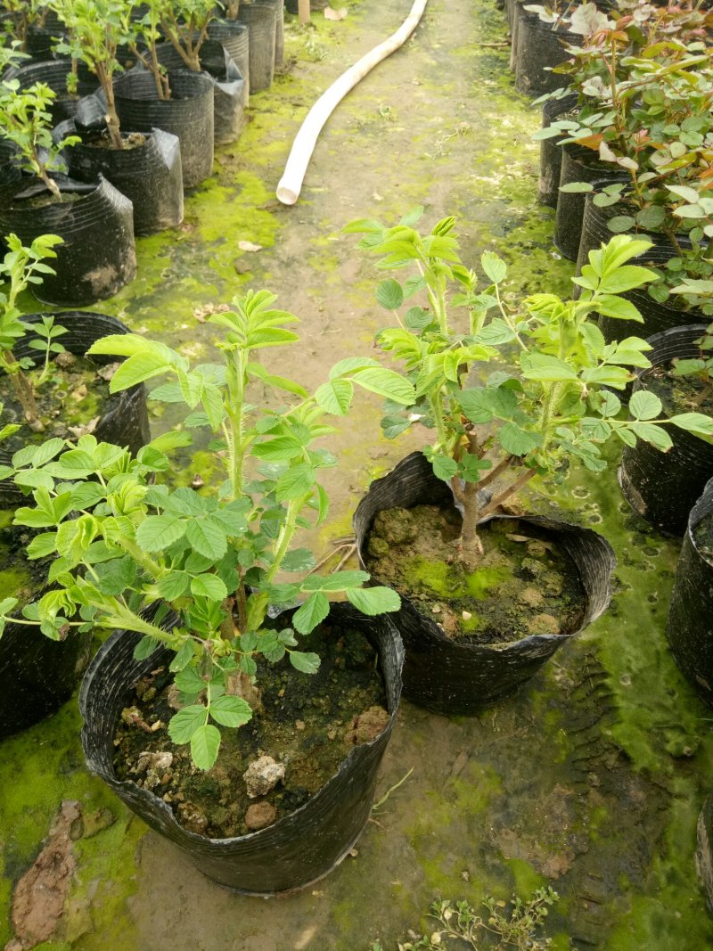 平阴玫瑰花苗大马士革苗当年开花庭院花卉盆栽可食用玫瑰可做