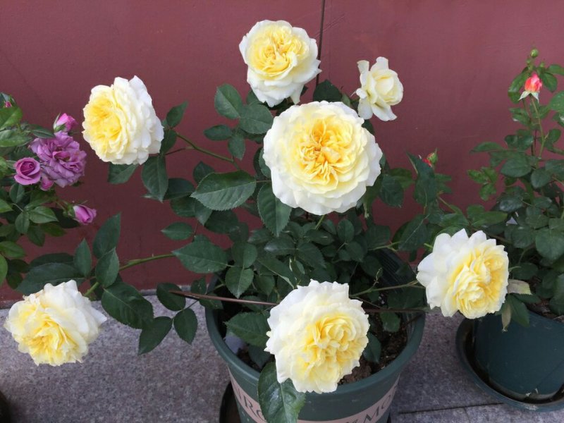 欧洲月季花碧翠丝月季欧洲月季玫瑰花苗四季开花不断室内庭院
