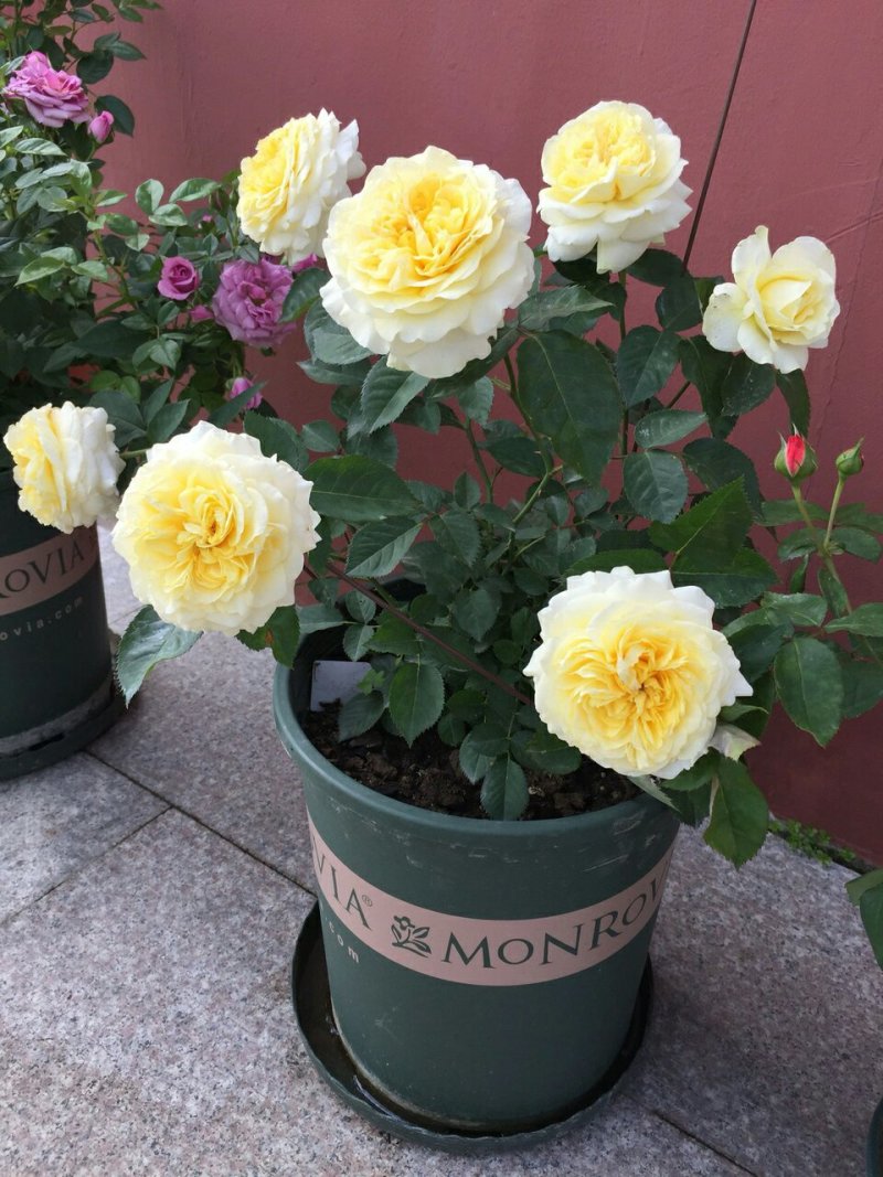 欧洲月季花碧翠丝月季欧洲月季玫瑰花苗四季开花不断室内庭院